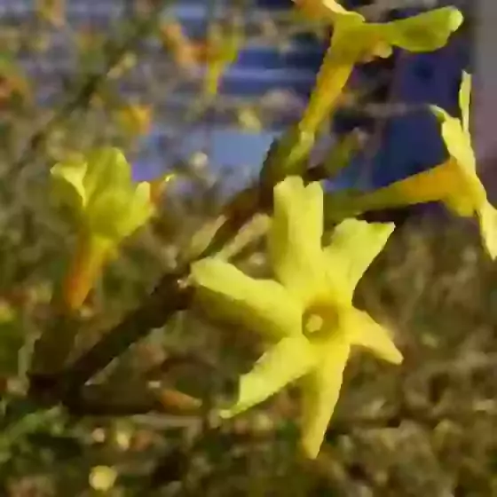 Jasminum nudiflorum Winter jasmine